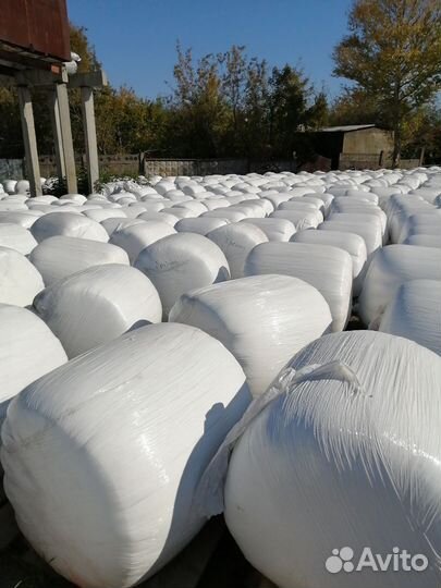 Пивная дробина ферментированная (консервированная)