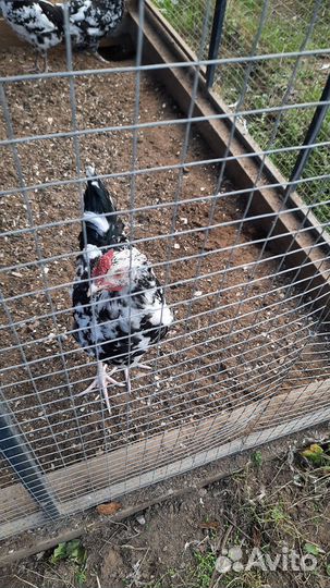 Курятник утепленный