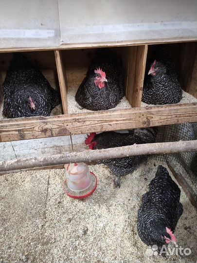 Мехеленская кукушка новые линии, окрасы