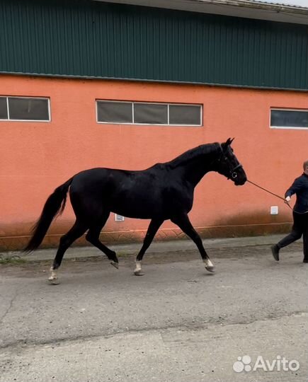 Ганноверский жеребец