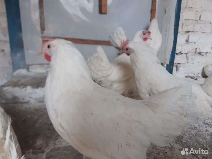 Леггорн Молодки