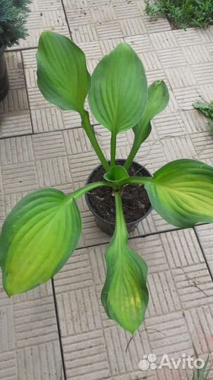 Хосты укоренные