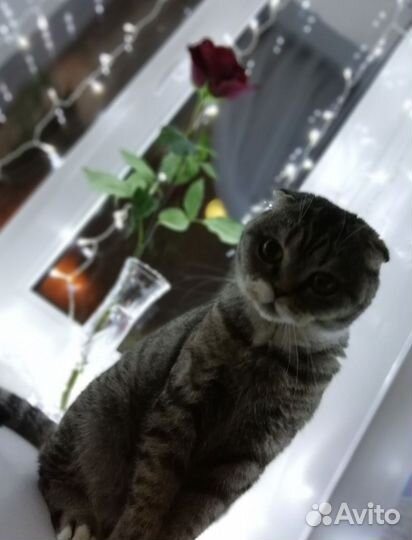 Британская кошка