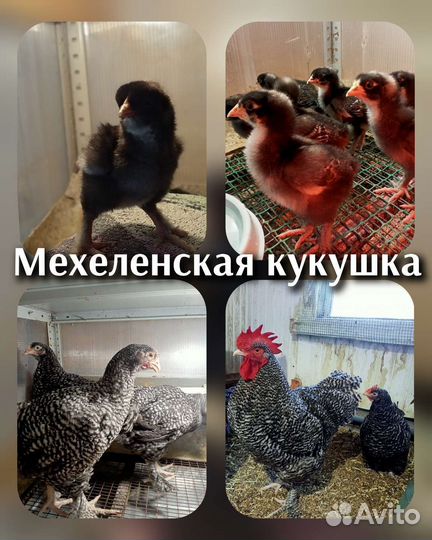 Цыплята мясоячные, индоутята