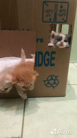 Самые милые котята