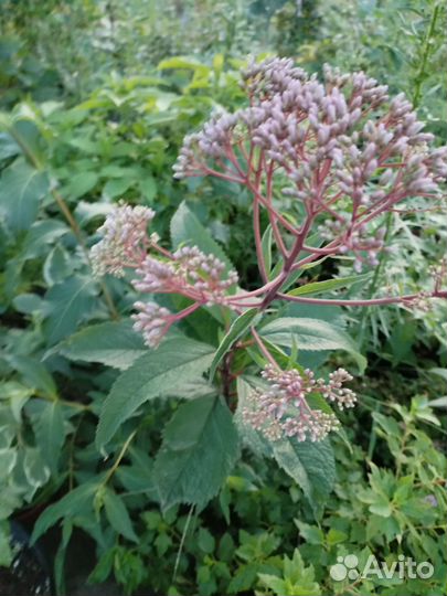 Пасконник, многолетнее растение