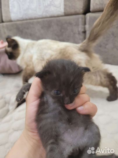 Невская маскарадные котята