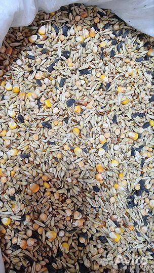 Продам кукурузу 12,зерно,пшеница, ячмень, овёс