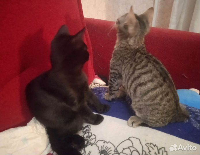 Серый тигрик,полосатик.Котя 4 мес. На счастье