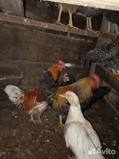 Куры домашние