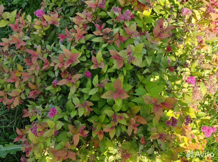 Многолетники кусты для сада