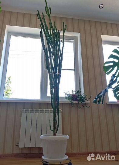 Молочай (эуфорбия)