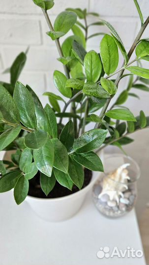 Замиокулькас