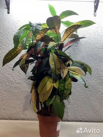 Кротон миссис айстон