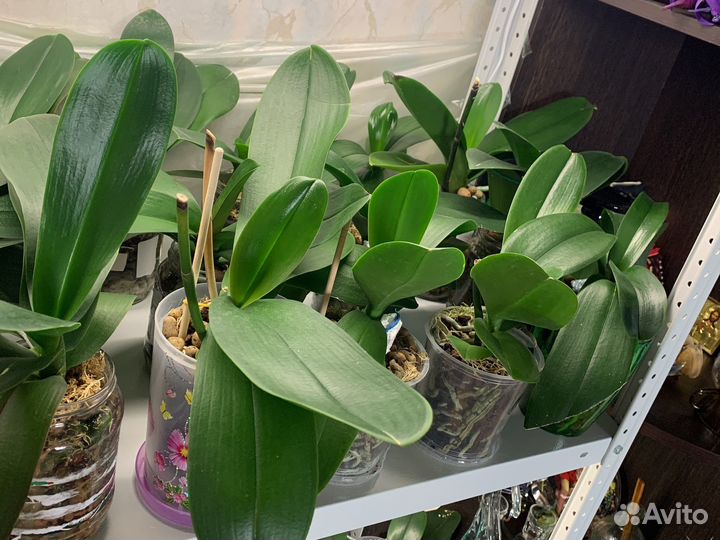 Орхидея фаленопсис токио каскад крупная