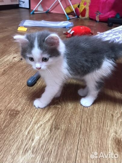Котик в добрые руки