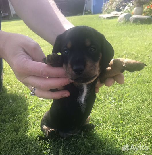 Щенок таксы