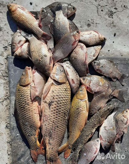 Выезд на рыбалку/природу