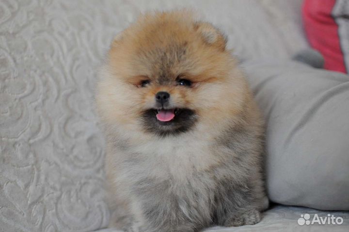 Щенки померанского шпица медвежьего типа