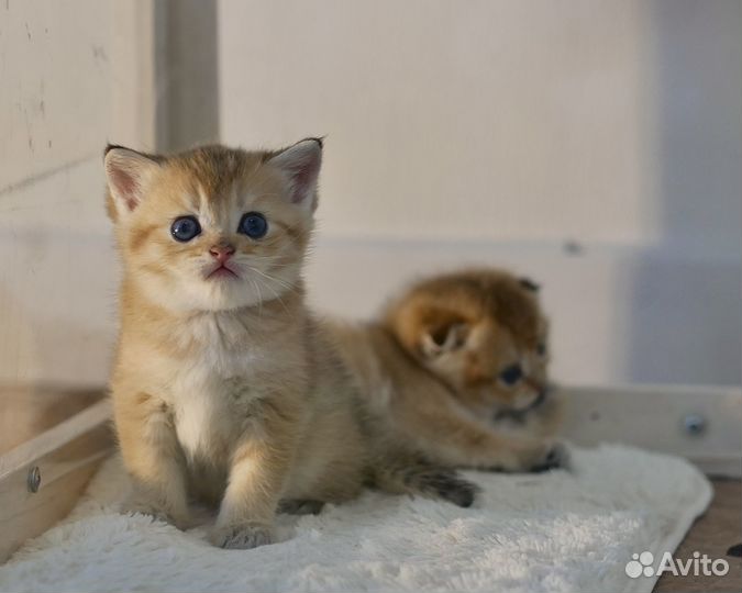 Шотландские вислоухие и прямоухие котята