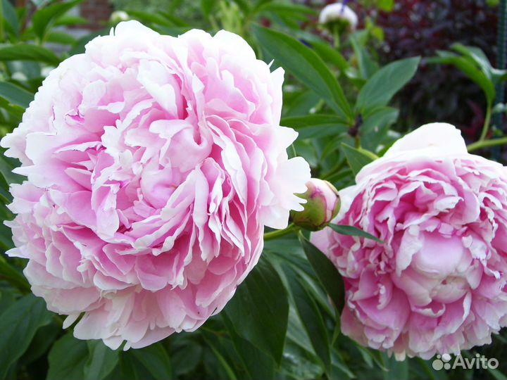 Пион Сара Бернар (Sarah Bernhardt), корень