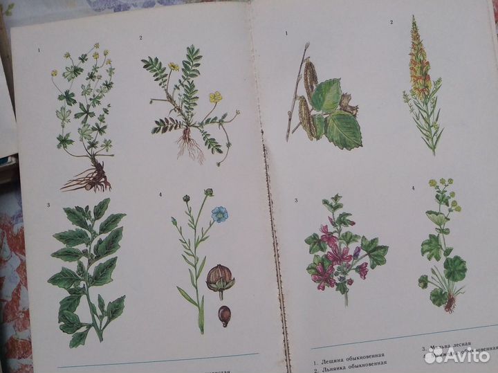 Книга о растениях