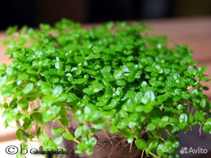 Растения для аквариума (отправляю по России)