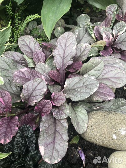 Кампсис, Дриада, живучки