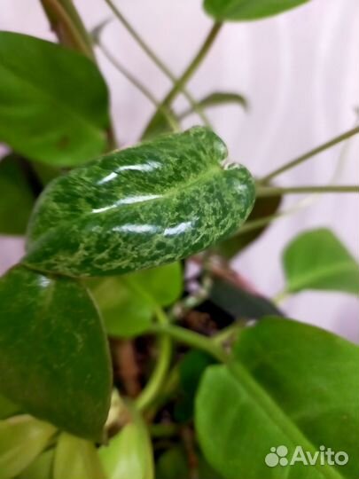 Филодендрон