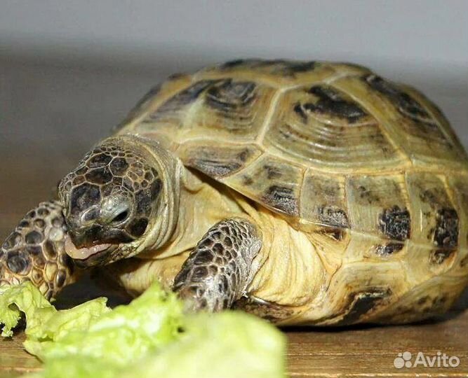 Черепаха,живет на суше