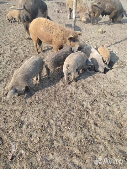 Домашние поросята