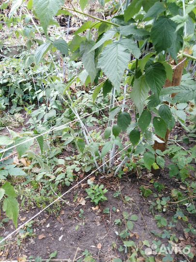 Саженцы ежемалины