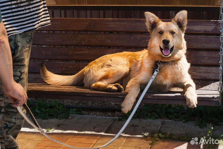 Прекрасная собака ищет дом