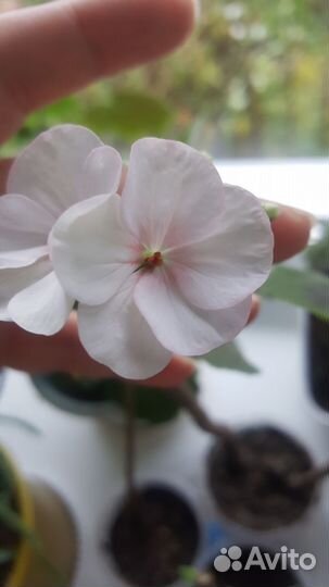 Разные герани