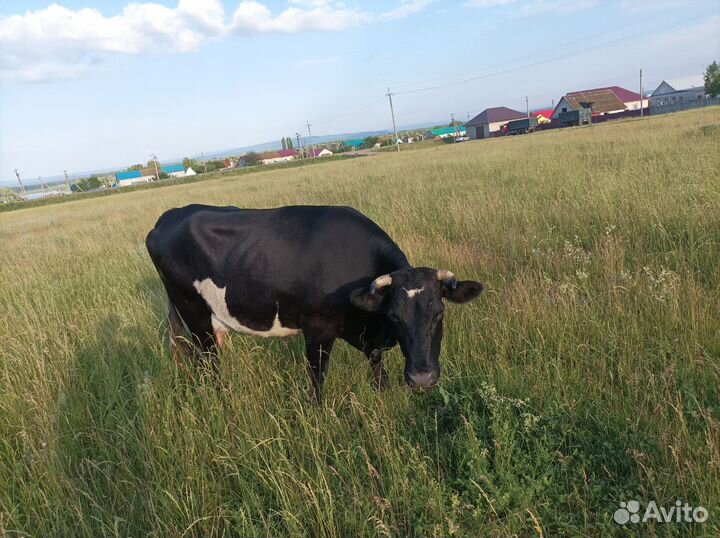 Коровы дойные