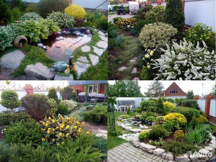 Декоративные кустарники