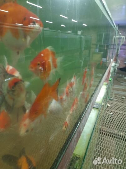 Золотая рыбка оптом