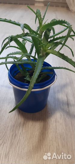 Алоэ лечебный