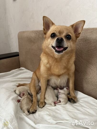 Щенки чихуахуа