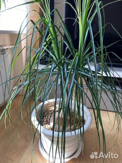 Пальма Нолина Бокарнея 120 см