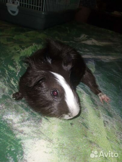 Морская свинка