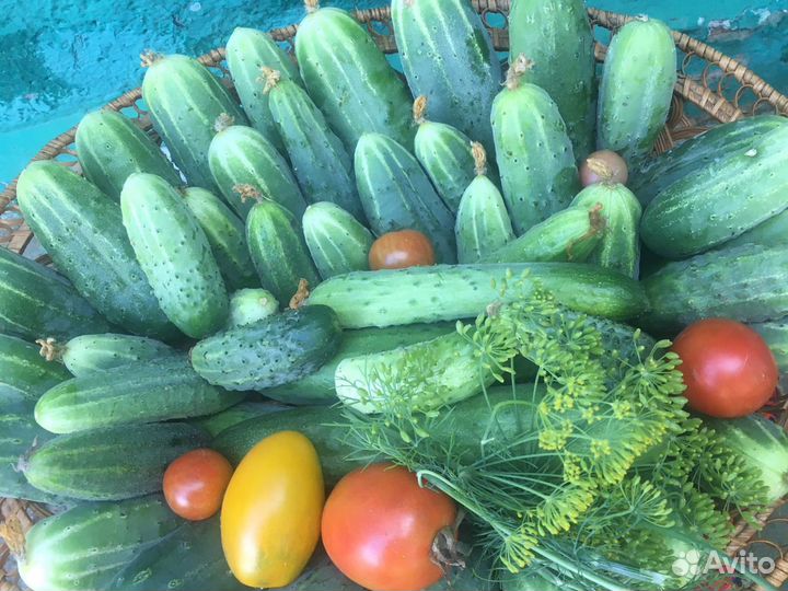 Огурцы домашние