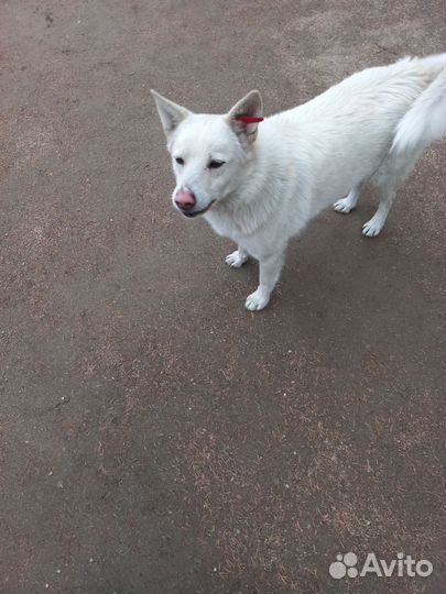 Собака в добрые руки отдам бесплатно