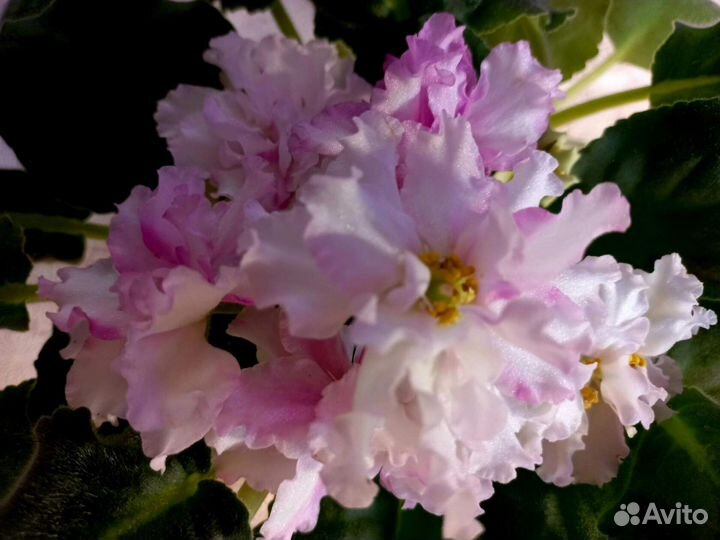 Детки сортовых фиалок