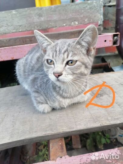 Кошка