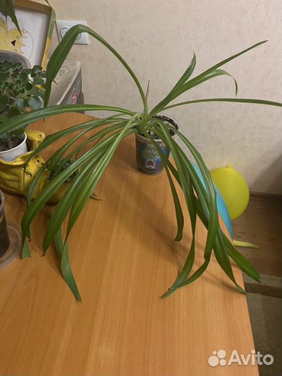 Кактус, пеперомия,хлорофитум