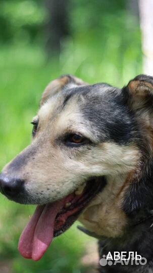 Собаки из приюта