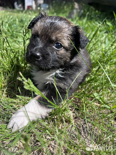Пекинес помесь
