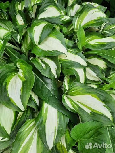 Хосты разные,примула,папоротник,ландыш,безвременни