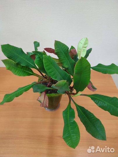 Молочай беложильчатый